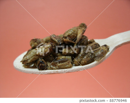 Edible crickets on a spoon Edible crickets on a spoon 88776946