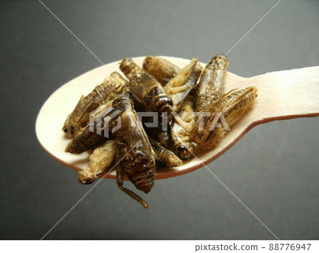 Edible house cricket on a wooden spoon Edible house cricket on a wooden spoon 88776947