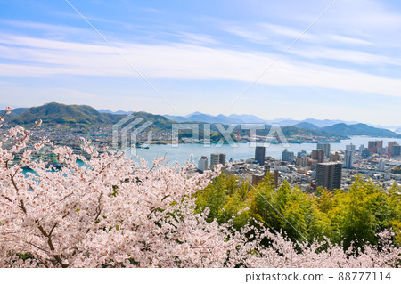 Cherry blossoms in full bloom and Onomichi Suido seen from Senkoji Park in spring 88777114