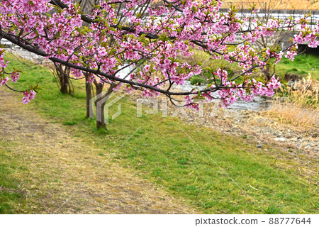 Cherry Blossoms Cherry Blossoms 88777644
