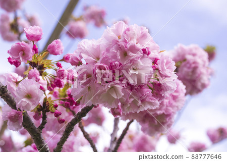 Double cherry blossoms Double cherry blossoms 88777646