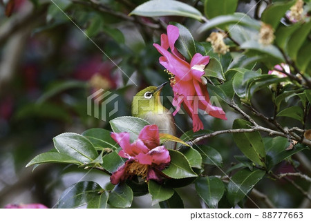 A cute wild bird white-eye with a beautiful green color that came to the cold camellia in the middle of winter A cute wild bird white-eye with a beautiful green color that came to the cold camellia in the middle of winter 88777663
