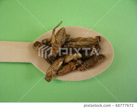 A green background and an edible house cricket on a wooden spoon taken from above. Insect food. A green background and an edible house cricket on a wooden spoon taken from above. Insect food. 88777672