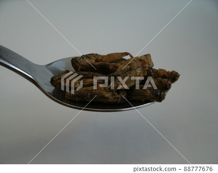 Edible house cricket on a metal spoon Edible house cricket on a metal spoon 88777676
