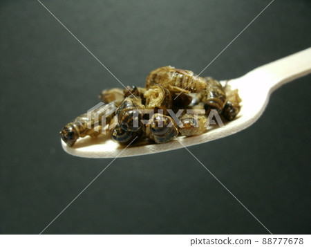Cultured edible house cricket scooped with a wooden spoon on a black background 88777678