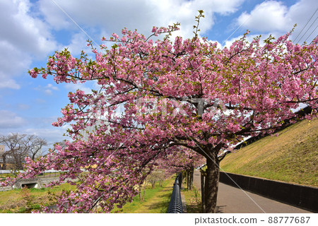 Kawazu cherry tree and blue sky 88777687