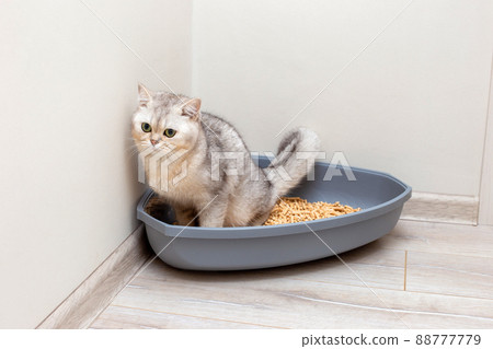 A beautiful gray British cat is defecate into a large gray triangular plastic litter box 88777779