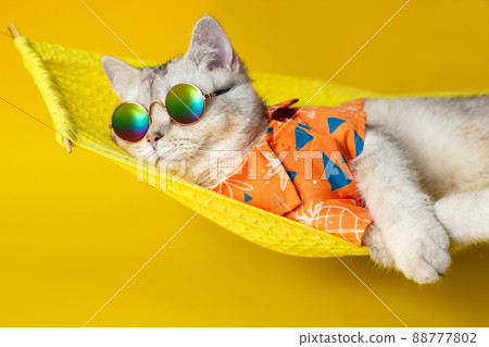 Portrait of an adorable white cat in sunglasses and an shirt, lies on a fabric hammock, isolated on a yellow background. Portrait of an adorable white cat in sunglasses and an shirt, lies on a fabric hammock, isolated on a yellow background. 88777802