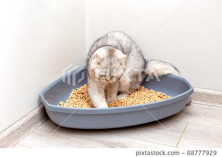 A gray British cat is digging into a large gray triangular plastic litter box A gray British cat is digging into a large gray triangular plastic litter box 88777929
