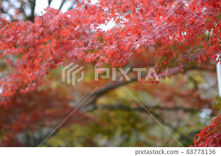 Autumn leaves in the precincts of Yoshiminedera Temple in Kyoto Autumn leaves in the precincts of Yoshiminedera Temple in Kyoto 88778136
