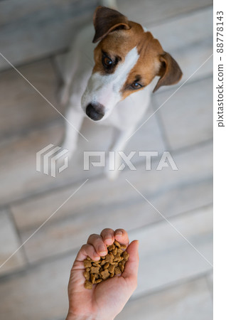 A woman is holding a handful of dry dog food. A woman is holding a handful of dry dog food. 88778143