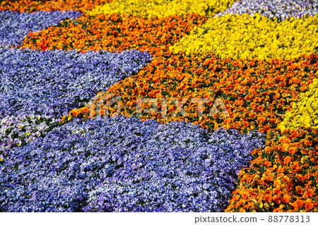 像方格圖案一樣種植的美麗的三色堇花田 88778313