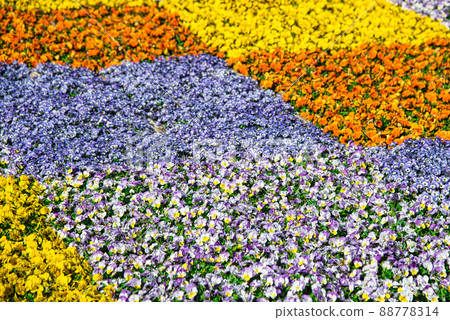 像方格圖案一樣種植的美麗的三色堇花田 88778314