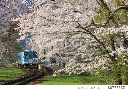 當地列車停在櫻花盛開站 88778385