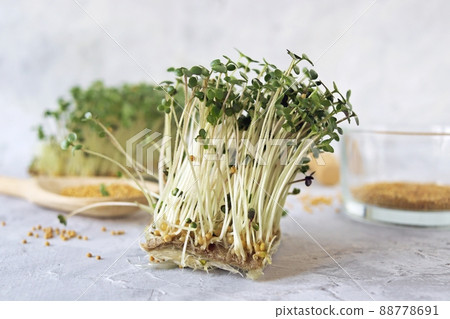 Micro greens, grains and sprouted mustard sprouts on the table, natural organic plants, for salad, healthy food concept Micro greens, grains and sprouted mustard sprouts on the table, natural organic plants, for salad, healthy food concept 88778691