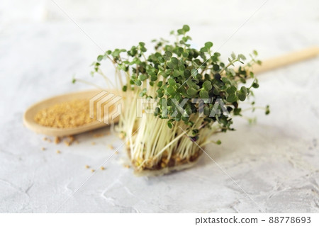 Micro greens, grains and sprouted mustard sprouts on the table, natural organic plants, for salad, healthy food concept Micro greens, grains and sprouted mustard sprouts on the table, natural organic plants, for salad, healthy food concept 88778693
