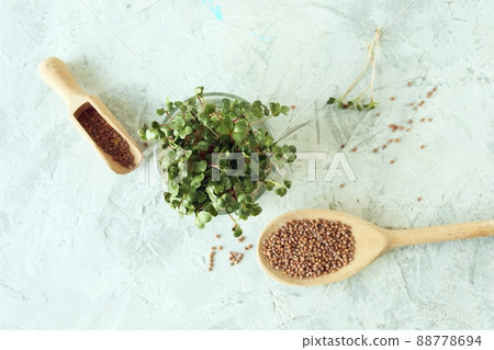 Micro greens, grains and sprouted radish sprouts on the table, natural organic plants, for salad, healthy food concept Micro greens, grains and sprouted radish sprouts on the table, natural organic plants, for salad, healthy food concept 88778694