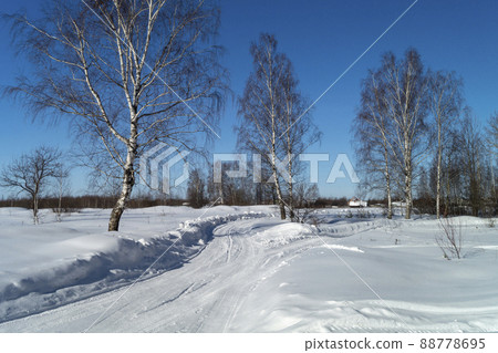 Landscape with expensive between birches at winter length of time 88778695