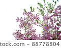 Erica canaliculata_1 88778804