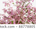 Erica canaliculata_2 88778805