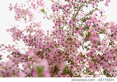 埃里卡 canaliculata_2 88778805