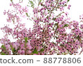 Erica canaliculata_3 88778806