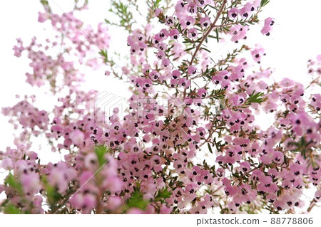Erica canaliculata_3 Erica canaliculata_3 88778806