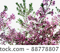 Erica canaliculata_4 88778807