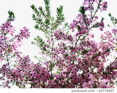 Erica canaliculata_4 Erica canaliculata_4 88778807