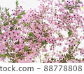 Erica canaliculata_5 88778808