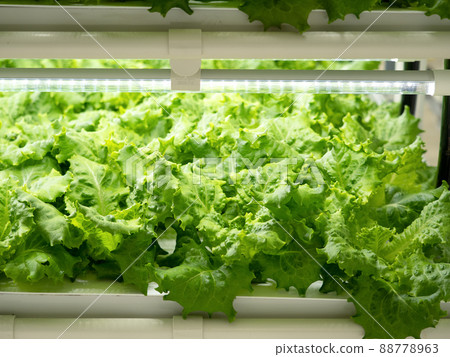 Vegetable factory Lettuce cultivation Vegetable factory Lettuce cultivation 88778963