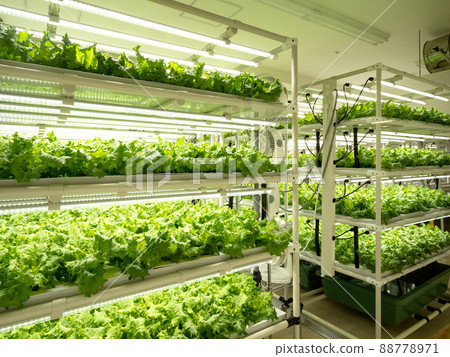 Vegetable factory Lettuce cultivation 88778971
