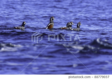 Harlequin duck, a migratory bird, is a beautiful duck companion with bright blue and white that can be seen on the coast of northern Japan in winter. 88779037