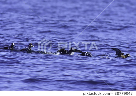 Harlequin duck, a migratory bird, is a beautiful duck companion with bright blue and white that can be seen on the coast of northern Japan in winter. 88779042