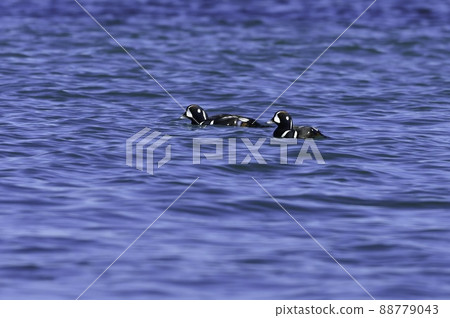 Harlequin duck, a migratory bird, is a beautiful duck companion with bright blue and white that can be seen on the coast of northern Japan in winter. Harlequin duck, a migratory bird, is a beautiful duck companion with bright blue and white that can be seen on the coast of northern Japan in winter. 88779043