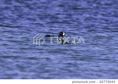 Harlequin duck, a migratory bird, is a beautiful duck companion with bright blue and white that can be seen on the coast of northern Japan in winter. Harlequin duck, a migratory bird, is a beautiful duck companion with bright blue and white that can be seen on the coast of northern Japan in winter. 88779044