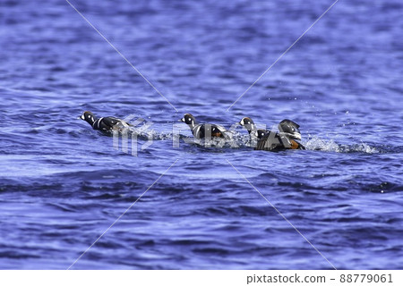 Harlequin duck, a migratory bird, is a beautiful duck companion with bright blue and white that can be seen on the coast of northern Japan in winter. Harlequin duck, a migratory bird, is a beautiful duck companion with bright blue and white that can be seen on the coast of northern Japan in winter. 88779061