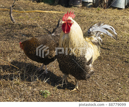 Cock with hen on land by springtime Cock with hen on land by springtime 88779099