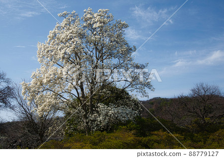 在藍天的映襯下盛開的玉蘭玉蘭 在藍天的映襯下盛開的玉蘭玉蘭 88779127