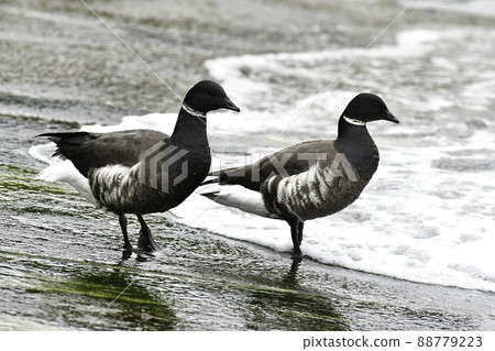 Black and white chic and fashionable waterfowl Brant seen in winter on the Sanriku coast and Hakodate Bay 88779223
