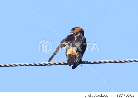 紅腰燕子雛鳥飛出電線藍天 紅腰燕子雛鳥飛出電線藍天 88779502