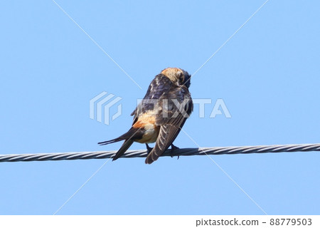 紅腰燕子雛鳥飛出電線藍天 88779503