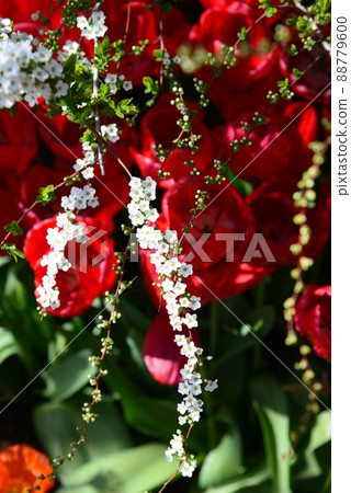 Beautifully blooming landscape of red tulips and white spiraea Beautifully blooming landscape of red tulips and white spiraea 88779600