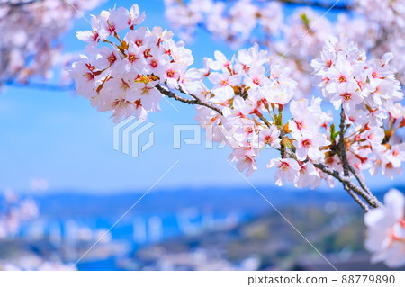 Blue sky of spring and cherry blossoms in full bloom Blue sky of spring and cherry blossoms in full bloom 88779890