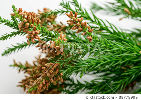 杉花粉白色背景過敏 杉花粉白色背景過敏 88779999