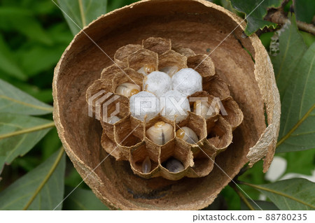 蜂巢幼蟲 蜂巢幼蟲 88780235