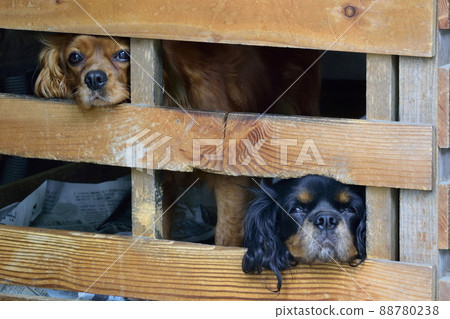 cute dog looking for something 88780238