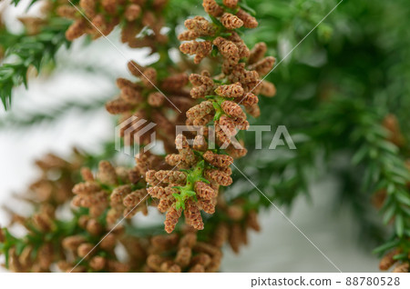 Sugi pollen white background allergy Sugi pollen white background allergy 88780528