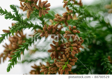 Sugi pollen white background allergy Sugi pollen white background allergy 88780529