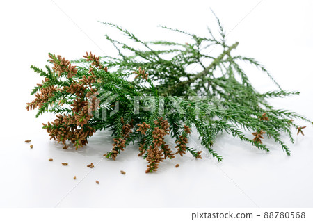 Sugi pollen white background allergy 88780568